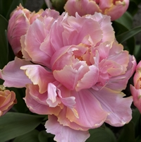 Tulipan Pink Star 8 løg